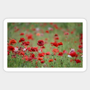 Rebel Poppies Sticker